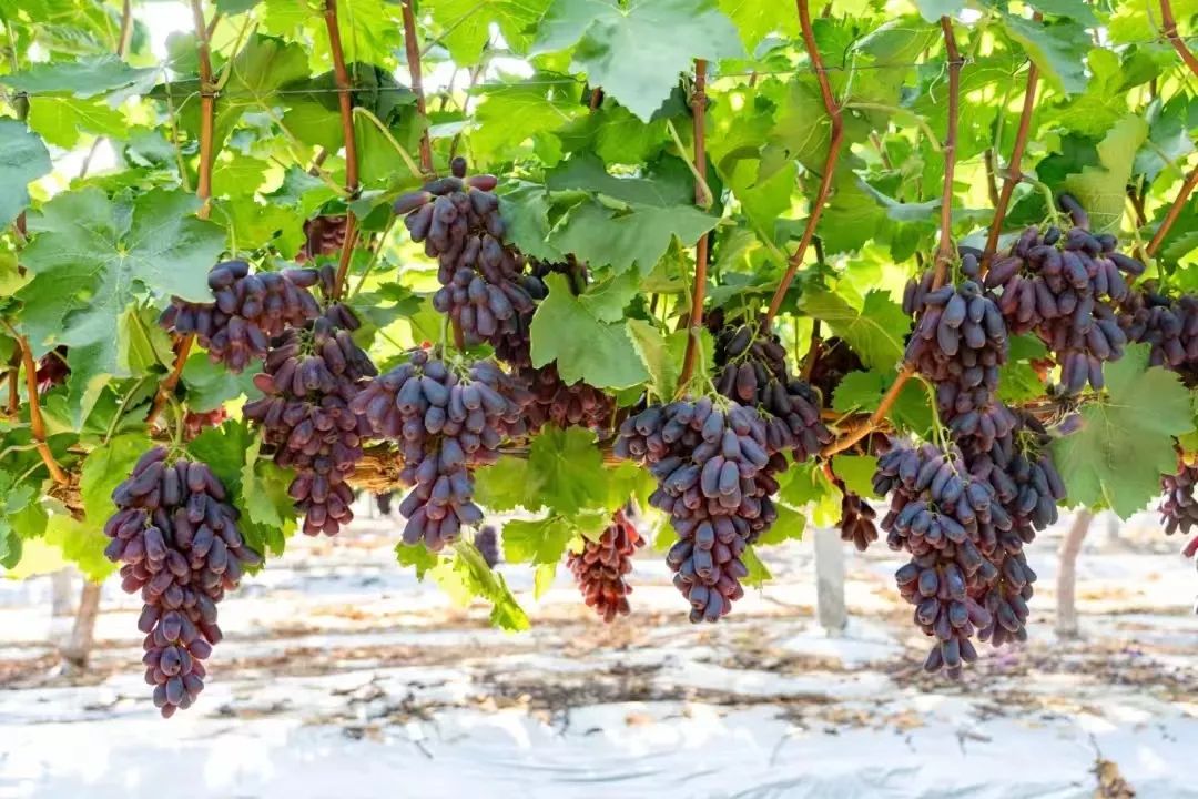 �й�������yl23455(����)���޹�˾-�ٷ���վ